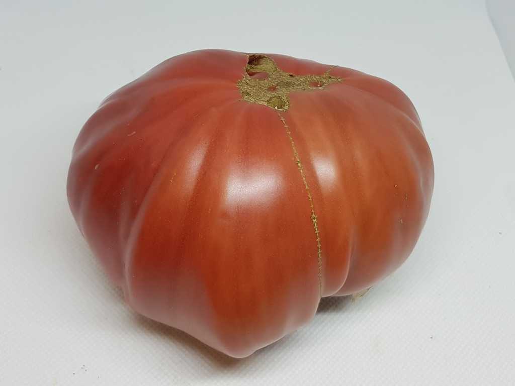 Rizado de Morratella 